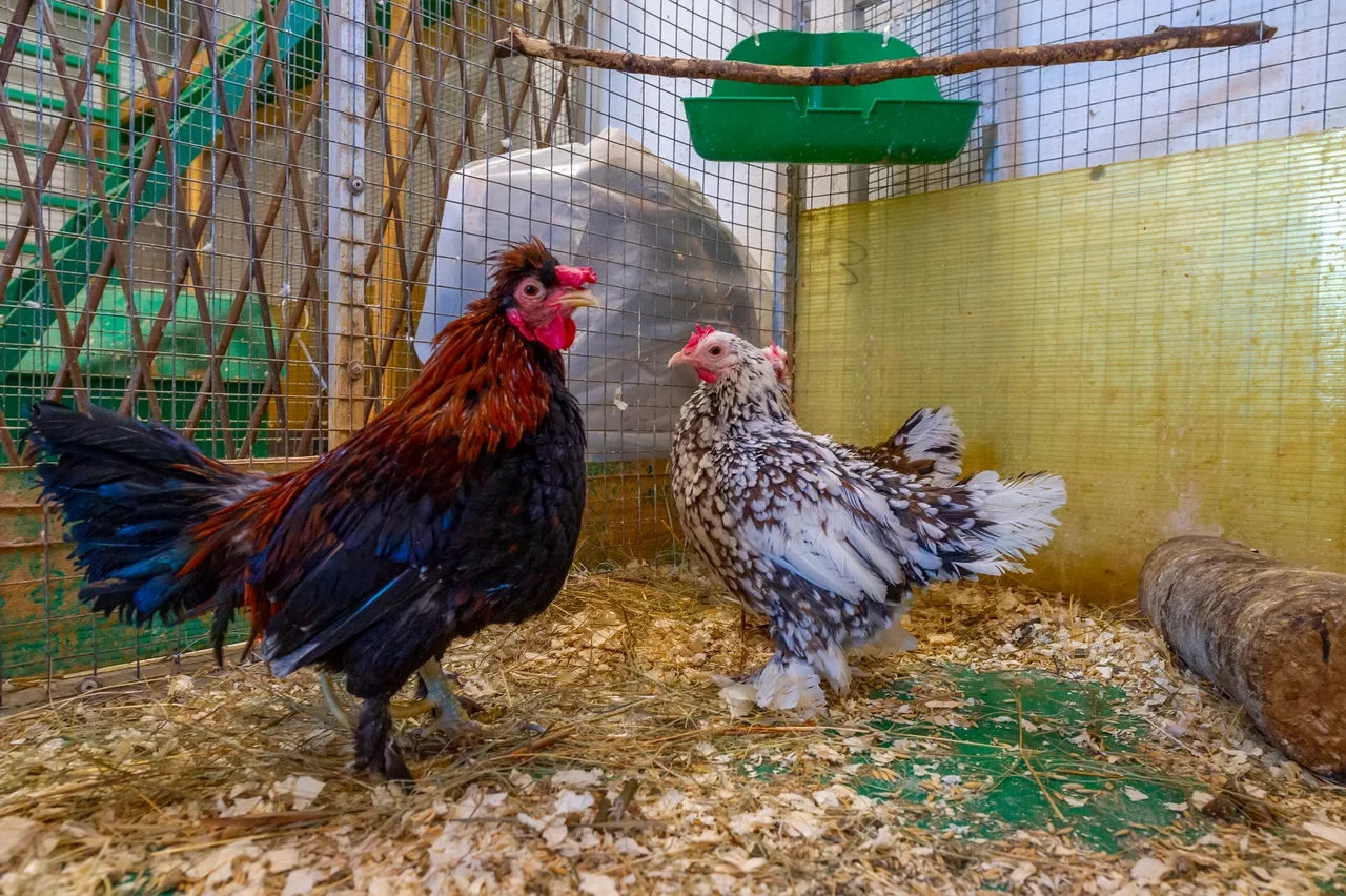 Фото Мини-зоопарк "ZOO-mini" (г. Реутов) - развлечение в Москве | Досугатор